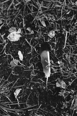 Doğal altyapılar, siyah beyaz manzara. Doğadaki kuşlar