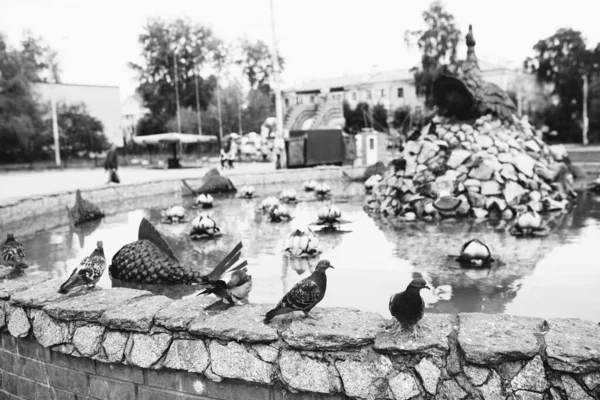 Přírodní Zázemí Černobílá Krajina Ptáci Přírodě — Stock fotografie