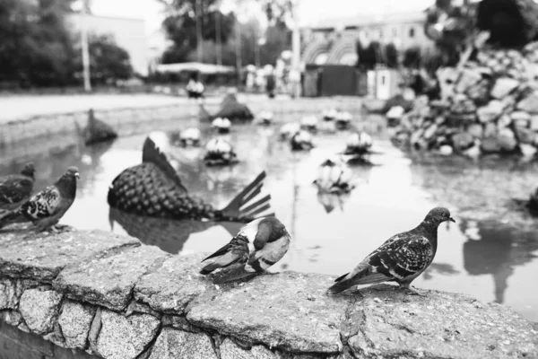 Přírodní Zázemí Černobílá Krajina Ptáci Přírodě — Stock fotografie