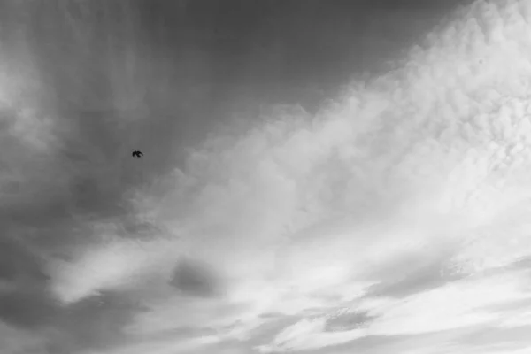 Milieux Naturels Paysage Noir Blanc Oiseaux Dans Nature — Photo