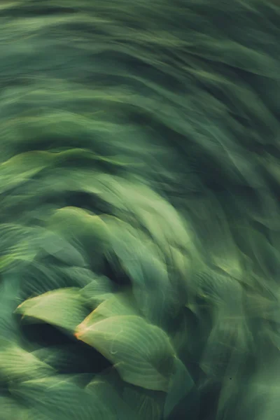 Текстурований Рух Розмиває Довгу Експозицію Зелених Рослин Квітів Зелений Абстрактний — стокове фото