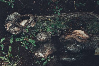 Kökleri sarkan devasa bir ağaç, doğal arka planlar, sihirli orman ve ağaçlar, kökler ve dallar.