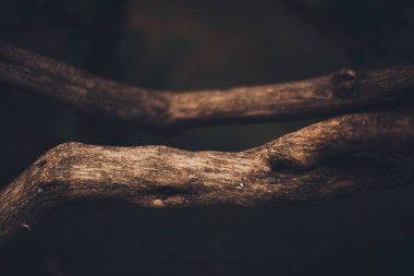 Kökleri sarkan devasa bir ağaç, doğal arka planlar, sihirli orman ve ağaçlar, kökler ve dallar.