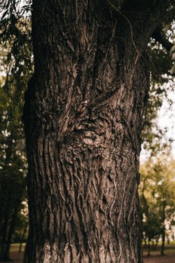 Kökleri sarkan devasa bir ağaç, doğal arka planlar, sihirli orman ve ağaçlar, kökler ve dallar.
