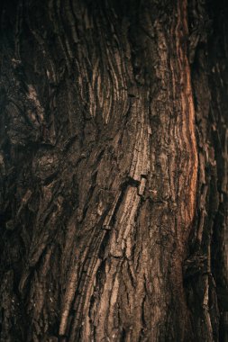 Kökleri sarkan devasa bir ağaç, doğal arka planlar, sihirli orman ve ağaçlar, kökler ve dallar.