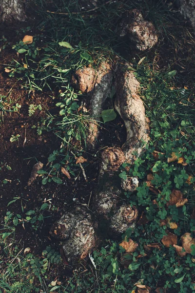 Albero Enorme Con Radici Pendenti Sfondi Naturali Foresta Magica Alberi — Foto Stock