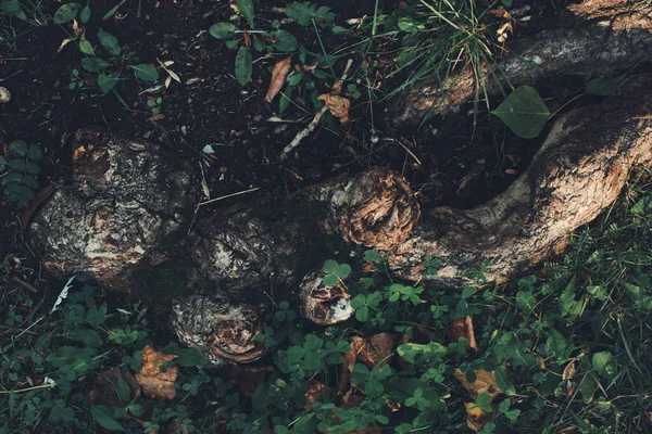 Enorme Árbol Con Raíces Colgando Fondos Naturales Bosque Mágico Árboles —  Fotos de Stock