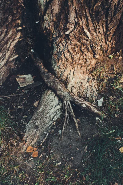 Hatalmas Kiálló Gyökerekkel Természetes Háttér Mágikus Erdő Fák Gyökerek Ágak — Stock Fotó