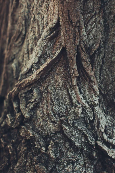 Arbre Énorme Avec Des Racines Suspendues Milieux Naturels Forêt Magique — Photo