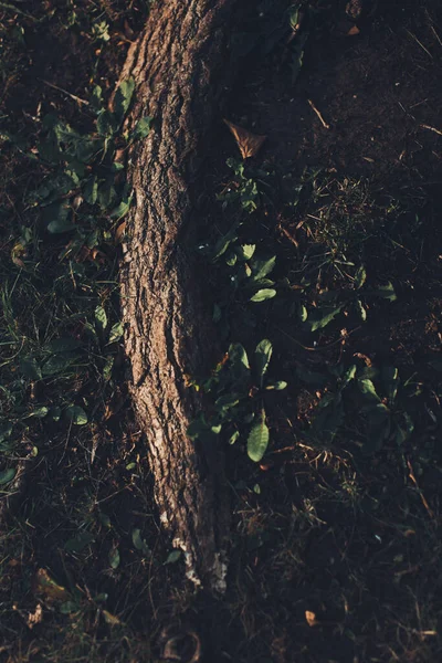 Árvore Imensa Com Raízes Penduradas Fundos Naturais Floresta Mágica Árvores — Fotografia de Stock