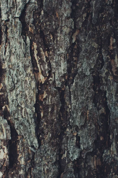 Enormous Tree Roots Hanging Out Natural Backgrounds Magic Forest Trees — Stock Photo, Image