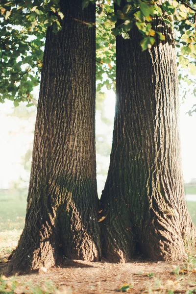 Enormer Baum Mit Heraushängenden Wurzeln Natürlichen Hintergründen Zauberwald Und Bäumen — Stockfoto