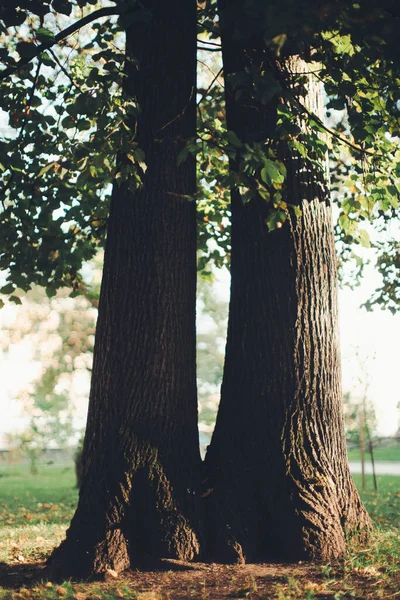 Árvore Imensa Com Raízes Penduradas Fundos Naturais Floresta Mágica Árvores — Fotografia de Stock