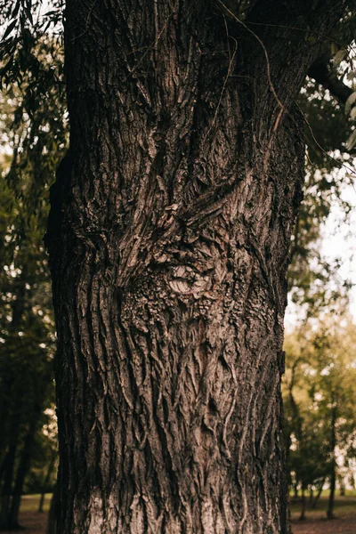 Obrovský Strom Kořeny Visí Ven Přírodní Zázemí Magický Les Stromy — Stock fotografie