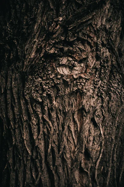 根がぶら下がっている巨大な木 自然の背景 魔法の森と木 根と枝 — ストック写真