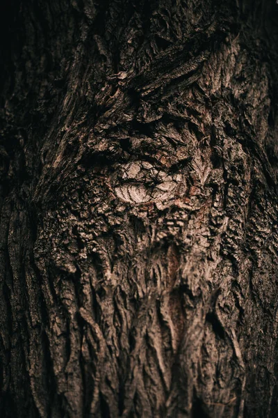 根がぶら下がっている巨大な木 自然の背景 魔法の森と木 根と枝 — ストック写真