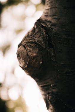 Kökleri sarkan devasa bir ağaç, doğal arka planlar, sihirli orman ve ağaçlar, kökler ve dallar.