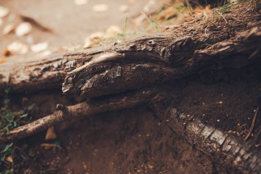 Kökleri sarkan devasa bir ağaç, doğal arka planlar, sihirli orman ve ağaçlar, kökler ve dallar.