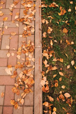 Avrupa 'da altın sonbahar, Yaprak sonbahar soyut arka plan, Renkli manzara fotoğrafçılığı