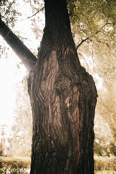 Enormt Träd Med Hängande Rötter Naturlig Bakgrund Magisk Skog Och — Stockfoto