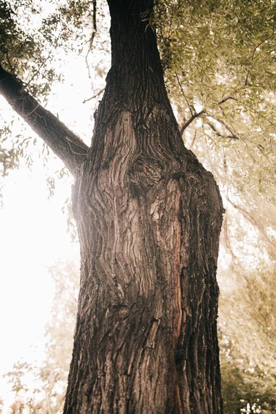 Enorme Árbol Con Raíces Colgando Fondos Naturales Bosque Mágico Árboles — Foto de Stock