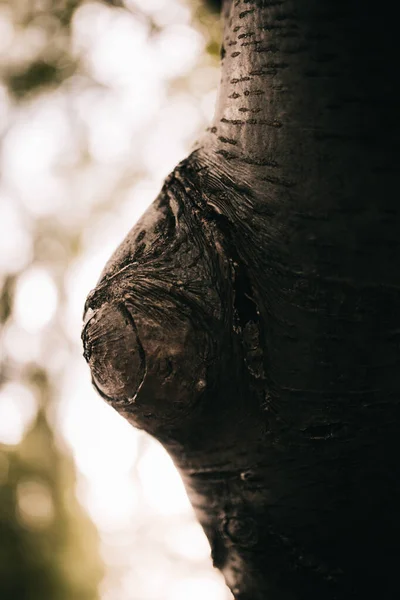 Enorme Boom Met Wortels Natuurlijke Achtergronden Magisch Bos Bomen Wortels — Stockfoto