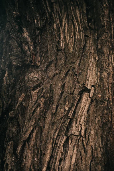 Arbre Énorme Avec Des Racines Suspendues Milieux Naturels Forêt Magique — Photo