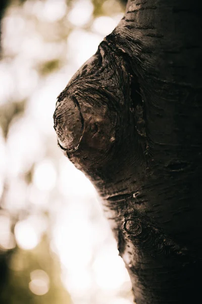 Enormt Träd Med Hängande Rötter Naturlig Bakgrund Magisk Skog Och — Stockfoto