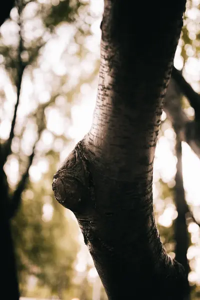 Árvore Imensa Com Raízes Penduradas Fundos Naturais Floresta Mágica Árvores — Fotografia de Stock