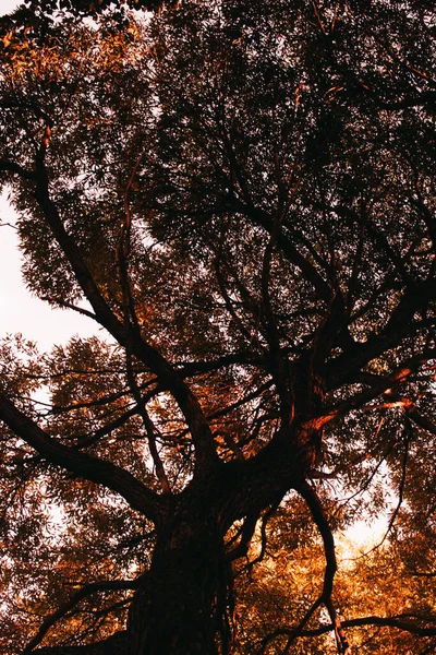 ヨーロッパの黄金の秋 葉の秋の抽象的な背景 色風景写真 — ストック写真