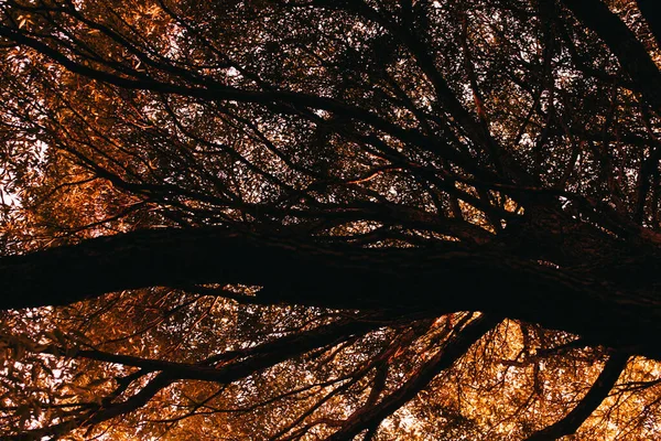 金秋在欧洲 落叶在秋天的抽象背景 彩色景观摄影 — 图库照片