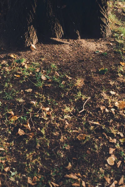 Χρυσό Φθινόπωρο Στην Ευρώπη Leaf Φθινόπωρο Αφηρημένο Φόντο Έγχρωμη Φωτογραφία — Φωτογραφία Αρχείου