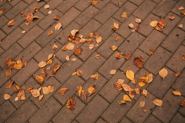 Gyllene Höst Europa Leaf Hösten Abstrakt Bakgrund Färg Landskap Fotografi — Stockfoto