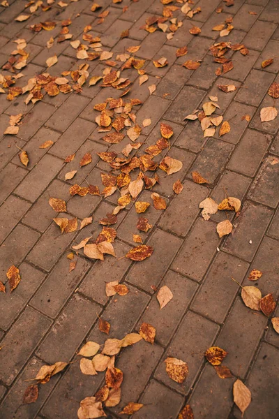 Goldener Herbst Europa Blatt Herbst Herbst Abstrakten Hintergrund Farbe Landschaftsfotografie — Stockfoto