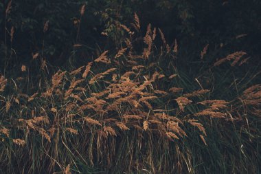 Avrupa 'da altın sonbahar, Yaprak sonbahar soyut arka plan, Renkli manzara fotoğrafçılığı