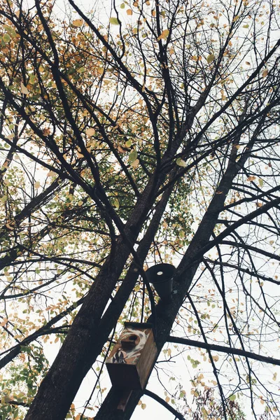 Autunno Oro Europa Foglia Autunno Astratto Sfondo Fotografia Paesaggio Colori — Foto Stock