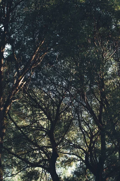 Fondos Naturales Fondo Forestal Fotografía Paisajes Bosque Mágico Árboles — Foto de Stock