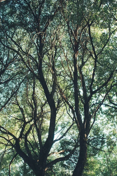 Fondos Naturales Fondo Forestal Fotografía Paisajes Bosque Mágico Árboles — Foto de Stock