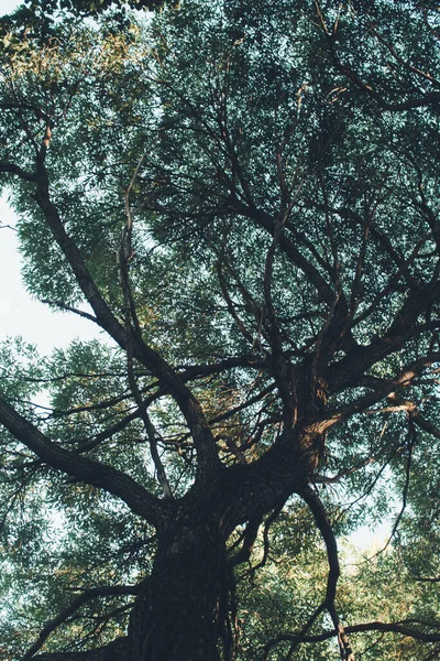 Natuurlijke Achtergronden Bosachtergrond Landschapsfotografie Magisch Bos Bomen — Stockfoto