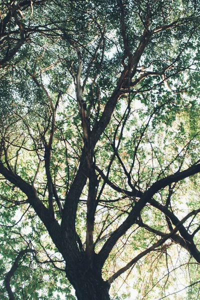 自然の背景 森林の背景 風景写真 魔法の森と木 — ストック写真