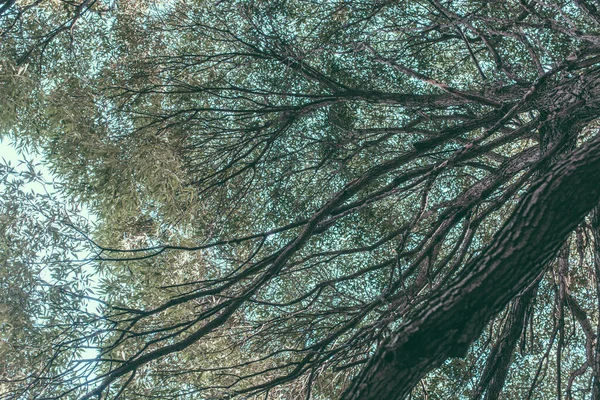 Natuurlijke Achtergronden Bosachtergrond Landschapsfotografie Magisch Bos Bomen — Stockfoto
