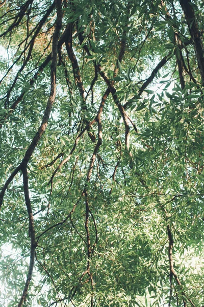 Fondos Naturales Fondo Forestal Fotografía Paisajes Bosque Mágico Árboles — Foto de Stock