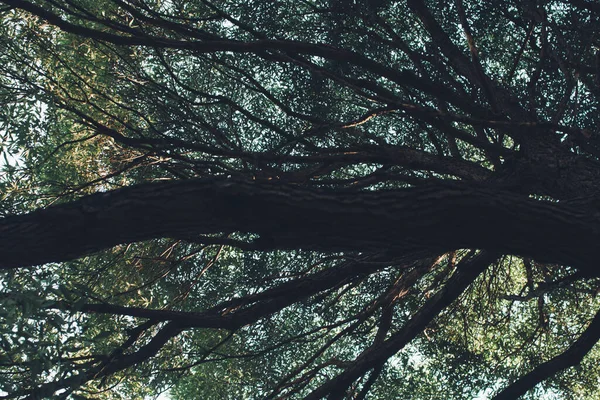Přírodní Zázemí Lesní Zázemí Krajina Fotografie Magický Les Stromy — Stock fotografie