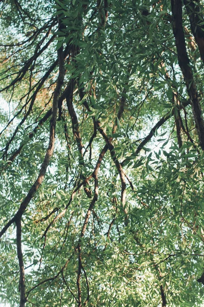 Fondos Naturales Fondo Forestal Fotografía Paisajes Bosque Mágico Árboles — Foto de Stock