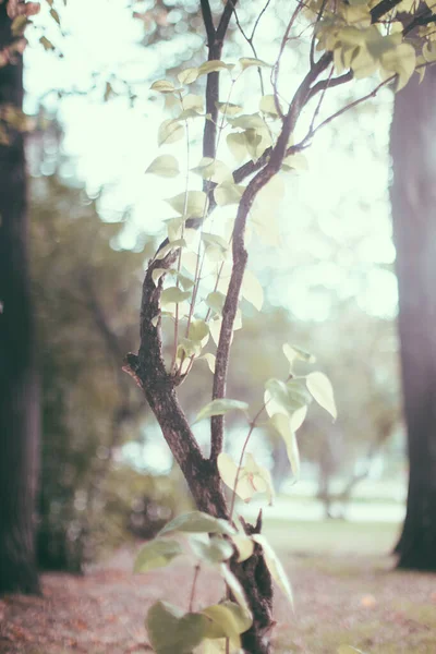 Fondos Naturales Fondo Forestal Fotografía Paisajes Bosque Mágico Árboles — Foto de Stock