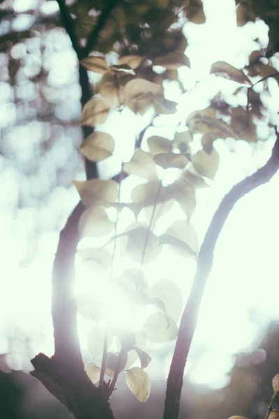 Természetes Hátterek Erdei Háttér Tájkép Mágikus Erdő Fák — Stock Fotó