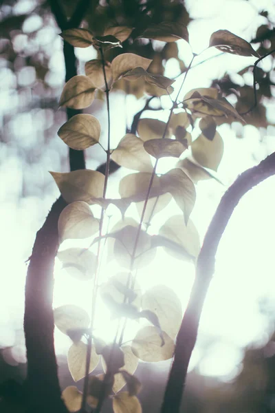 Természetes Hátterek Erdei Háttér Tájkép Mágikus Erdő Fák — Stock Fotó