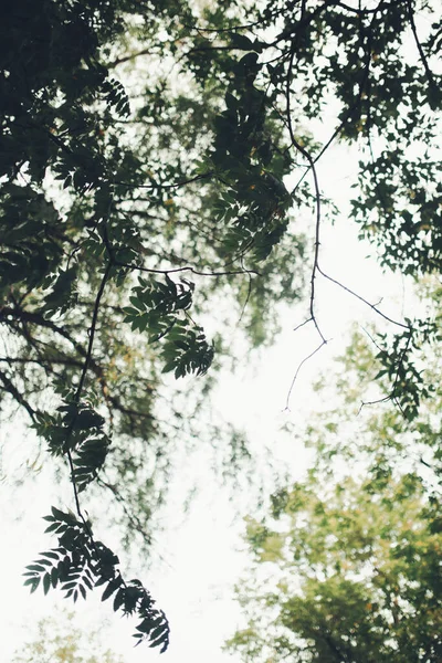 自然の背景 森林の背景 風景写真 魔法の森と木 — ストック写真