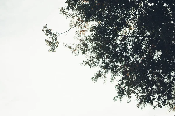 Fondos Naturales Fondo Forestal Fotografía Paisajes Bosque Mágico Árboles — Foto de Stock