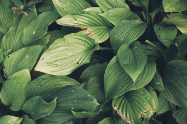 Tropik yeşil yapraklı arka plan, koyu tonlu tema. Doğayla iç içe yaşamak